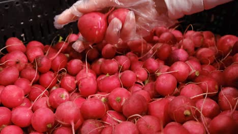 woman buys red radish at the vegetable market woman buys red radish at the vegetable market a variety of organic vegetables grown in rural areas