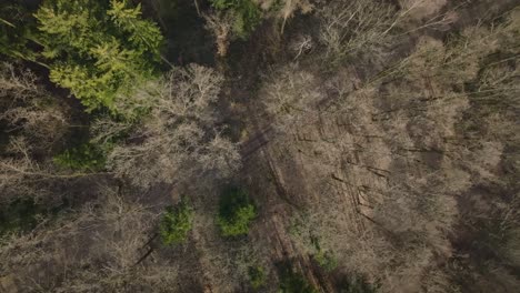 Aerial-bird's-eye-view-of-a-road-leading-through-a-mixed-forest-on-a-sunny-day