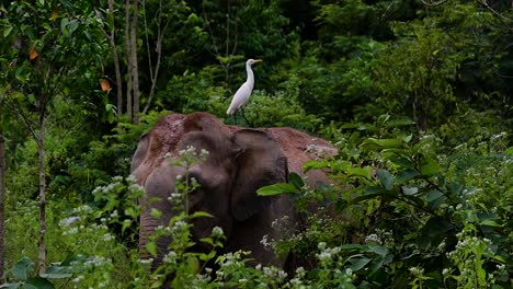 los elefantes asiáticos son especies en peligro de extinción y también son residentes de tailandia