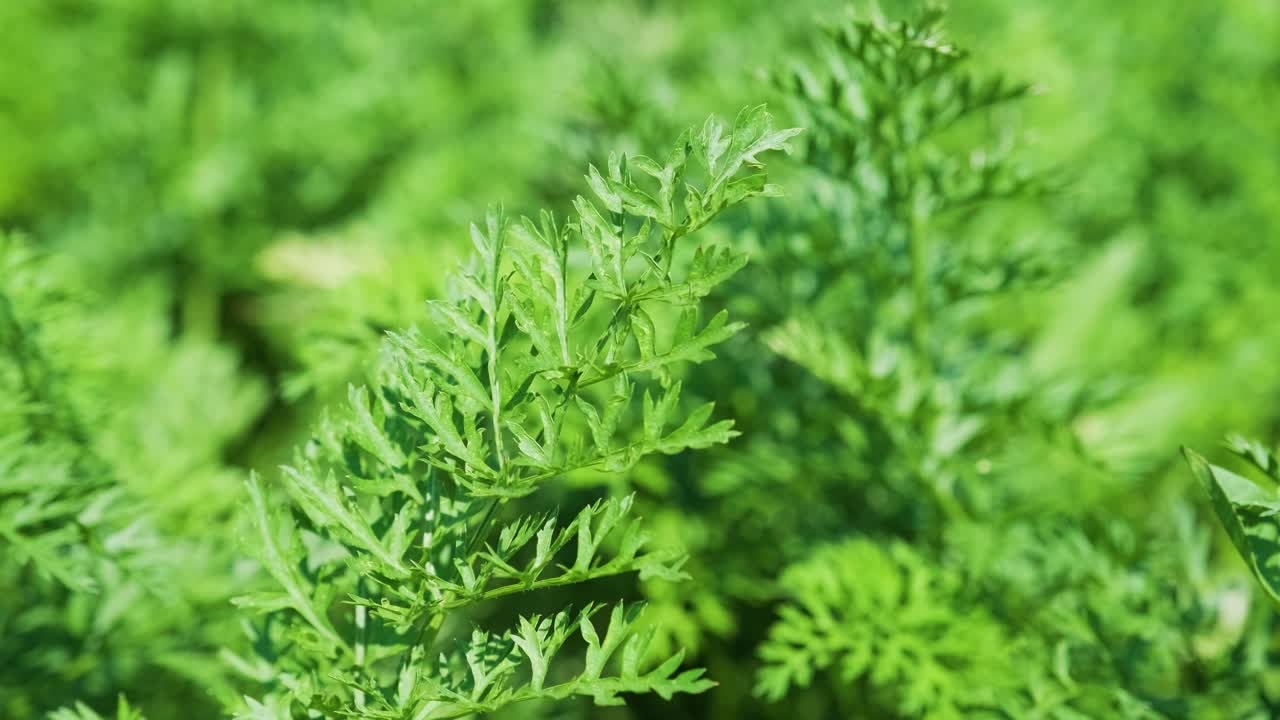 planta de zanahoria que crece en la tierra, agricultura ecológica, filas en el campo, primer plano