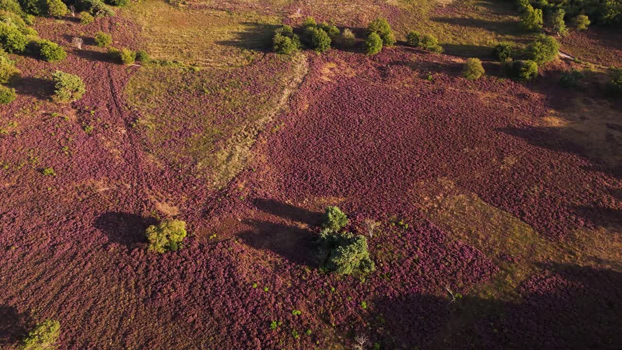 Aerial view of heather moorland landscape