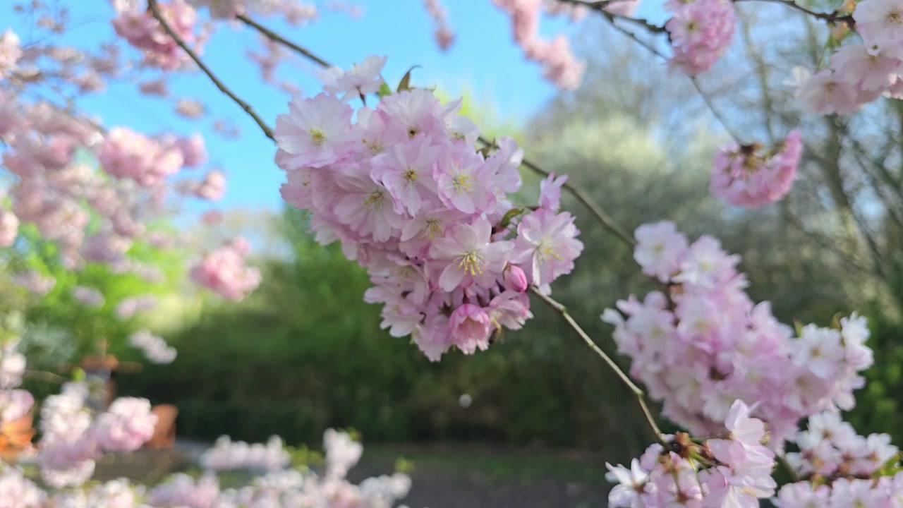 Beautiful sakura tree branch with pink flowers swaying gently in the wind against a blue sky