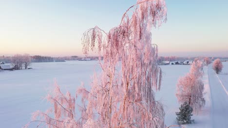 Majestätische-Frostige-Birke-In-Verschneiter-Ländlicher-Landschaft,-Luftaufnahme