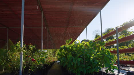 vivero de plantas bajo cubierta de sombra