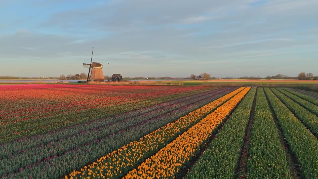 Mulino a vento olandese che si erge su campi di tulipani colorati all'alba