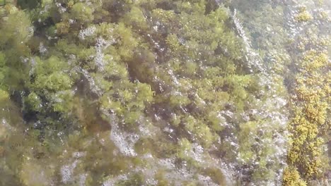 overhead aerial top down, seagrass forest waving around as ocean wave crashes