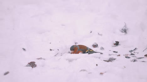 european finch bird digging on deep snow searching for food