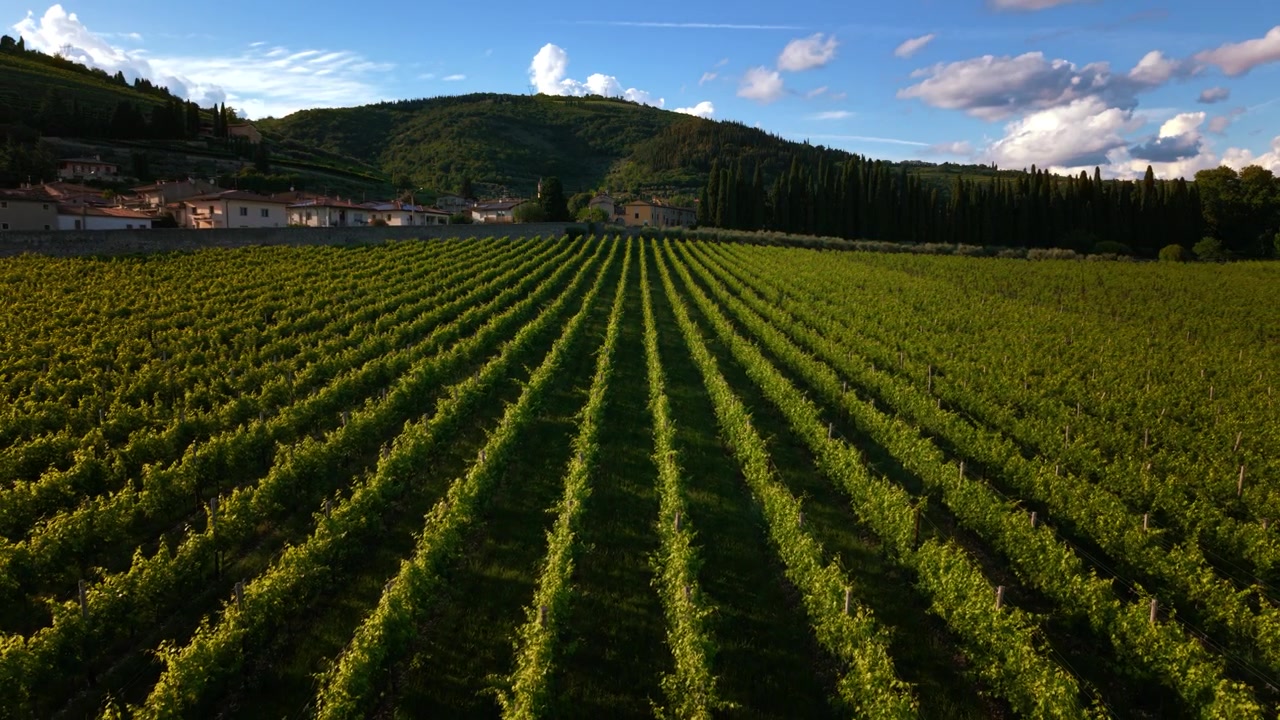 Filari dritti di viti verde lussureggiante coltivate per la produzione di vino Amarone e Ripasso in Veneto, Italia.