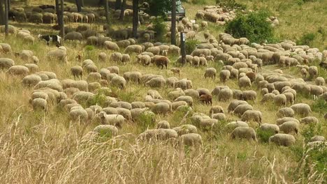 Big-heard-of-sheeps-walking-and-eating-on-a-dry-wild-meadow-on-a-hot-summer-day