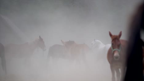 epic cinematic video of horses rearing hind legs and playing in dust and smoke