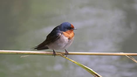 close up of a welcome swallow perched on a reed over a stream