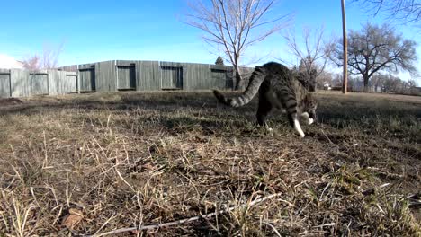 gestreepte kat die op een zonnige dag in het gras onderzoekt