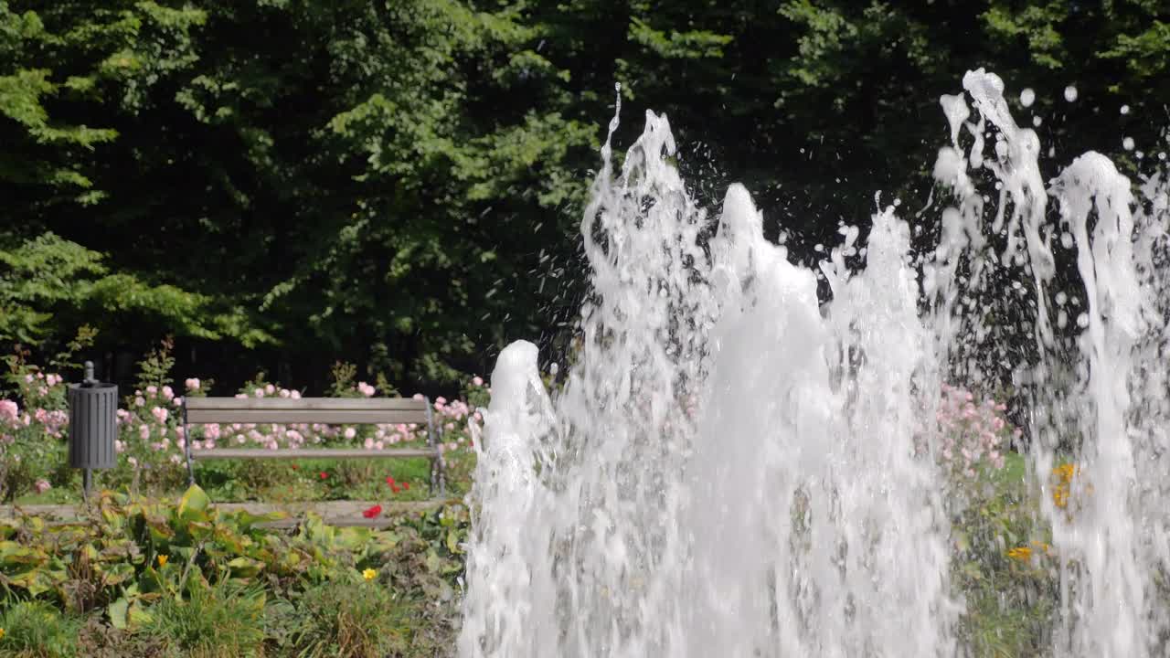 banco vacío en green park entre rosas florecientes durante el día soleado de verano