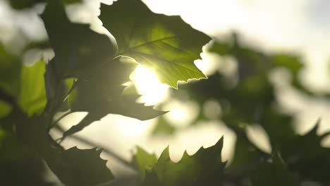 sun light shining through leaves 8