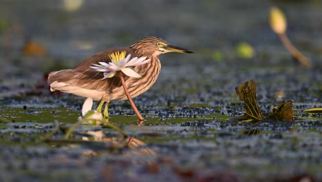 indian pond heron fishing in water lily pond