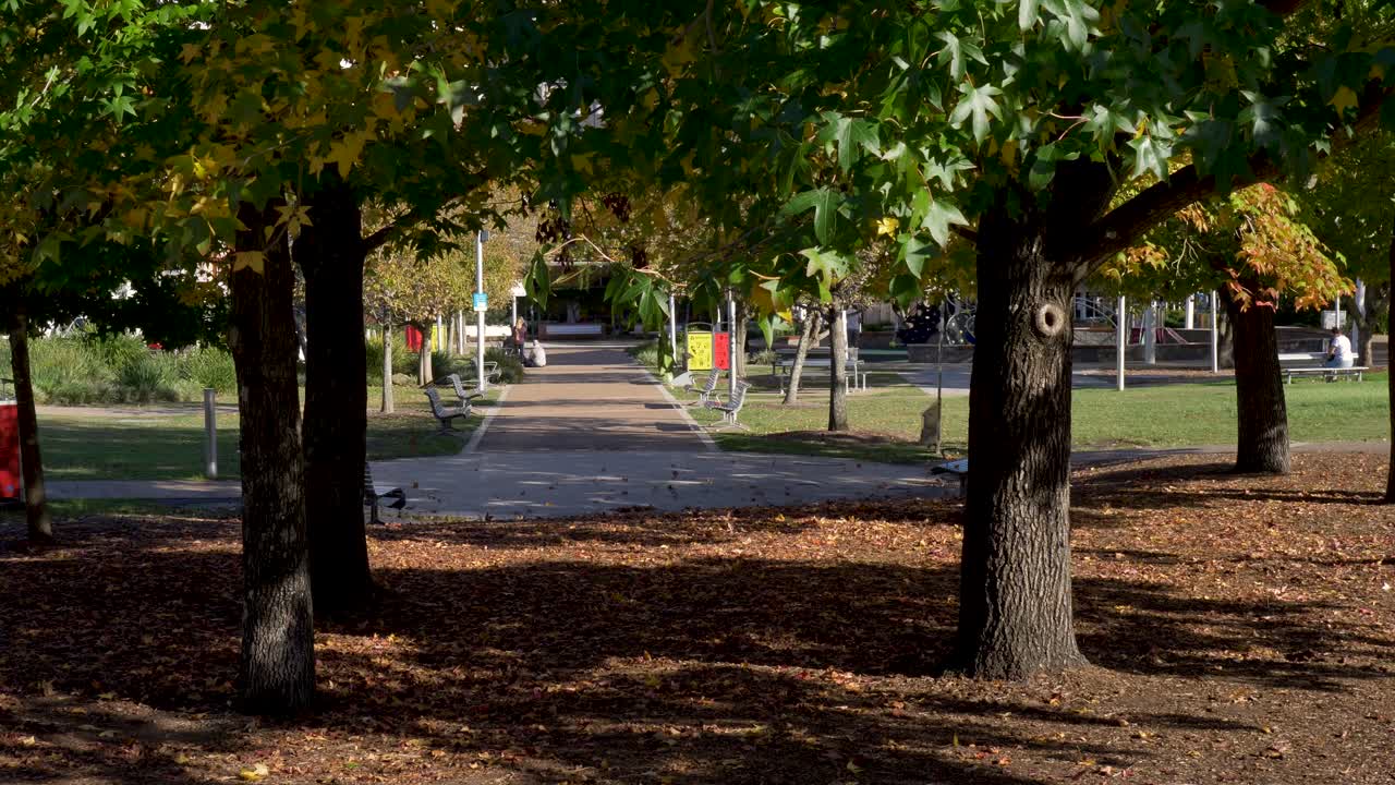 Slow motion landscape of trees nature in gardens of Kibble Park Gosford city CBD centre with birds in playground in Central Coast tourism travel Australia design architecture public community suburbs