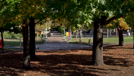 slow motion landscape of trees nature in gardens of kibble park gosford city cbd centre with birds in playground in central coast tourism travel australia design architecture public community suburbs