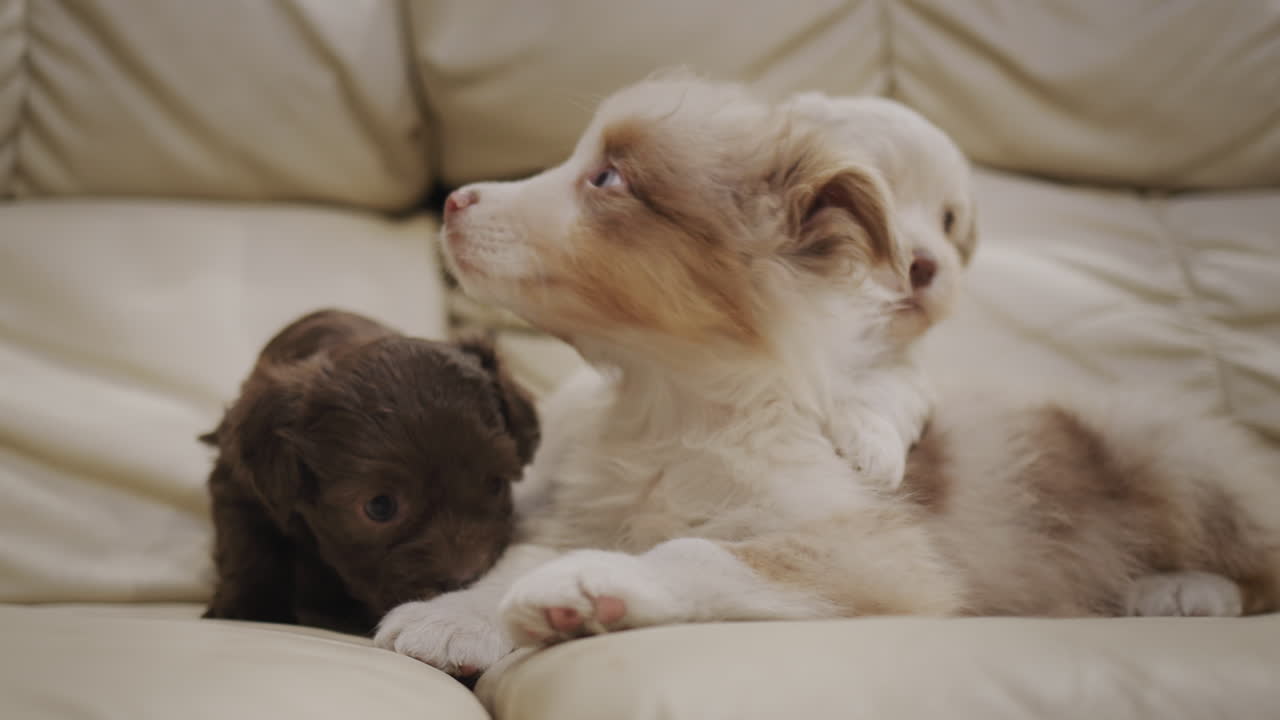 Cute Labrador puppies in a basket, two brown and one white
