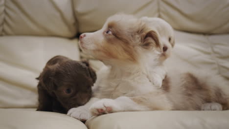 Lindos-Cachorros-Labradores-En-Una-Canasta,-Dos-Marrones-Y-Uno-Blanco