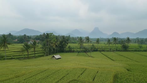 aerial shot over fields in karawang, indonesia