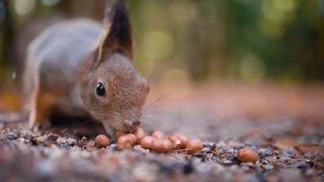 Close-up-slomo-of-squirrel-eating-seeds-from-ground,-shallow-DOF