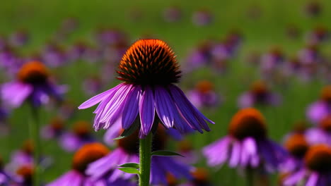 vibrant purple coneflower in a field