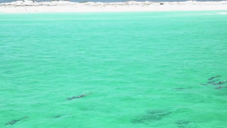 Dolphins-playing-in-the-water