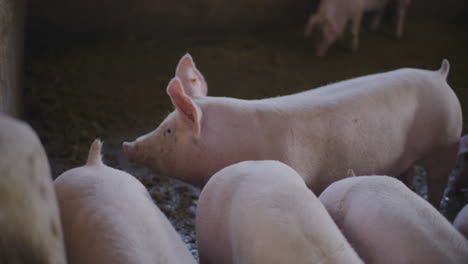 pigs in a farm pen