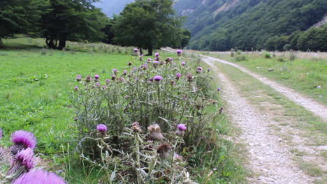 Focus-moving-from-pink-flowers-to-mountain-path