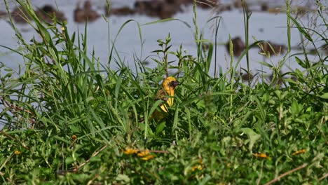 Asiatischer-Goldener-Weber,-Ploceus-Hypoxanthus,-Thailand