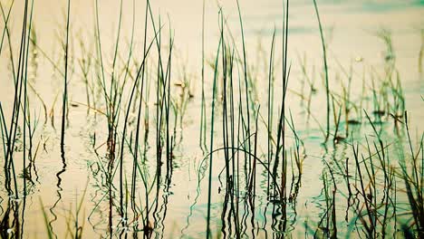 Eine-Filmische-Szenerie-Aus-Gräsern,-Die-Aus-Dem-Teich-Wachsen-Und-Sich-Sanft-Mit-Den-Wellen-Des-Wassers-Wiegen,-Zeigt-Das-Konzept-Von-Achtsamkeit,-Wohlbefinden-Und-Psychischer-Gesundheit