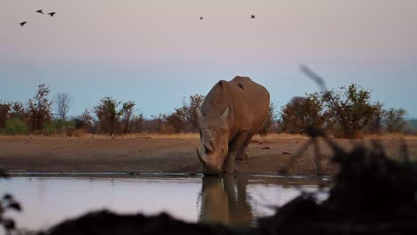 Weißes-Nashorn-Im-Wilden-Trinkwasser-Während-Des-Sonnenuntergangs-In-Simbabwe-Zeitlupe