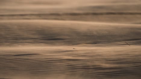 windswept sand dunes