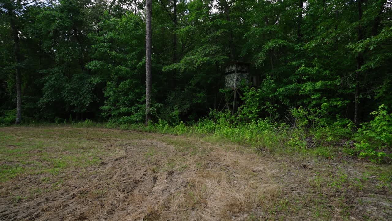 사은 땅의 트랙트에서 나무선에 숨어 서 있습니다.