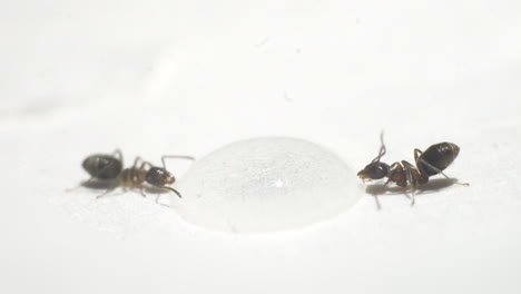 hormigas bebiendo de una gota