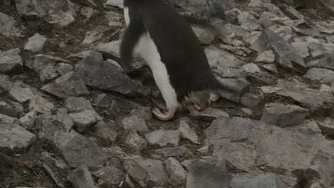 Cerrar-El-Clip-De-Cámara-Lenta-De-Los-Pies-De-Pingüinos-En-Las-Rocas