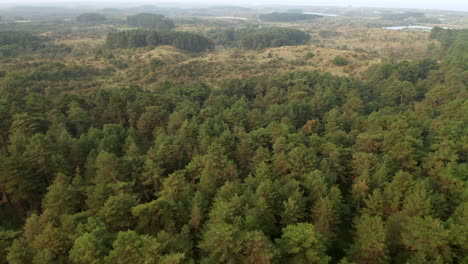 Vista-Aérea-Del-Bosque-Verde-De-Coníferas-En-El-Parque-Nacional-Zuid-kennemerland-En-Los-Países-Bajos---Disparo-De-Drones