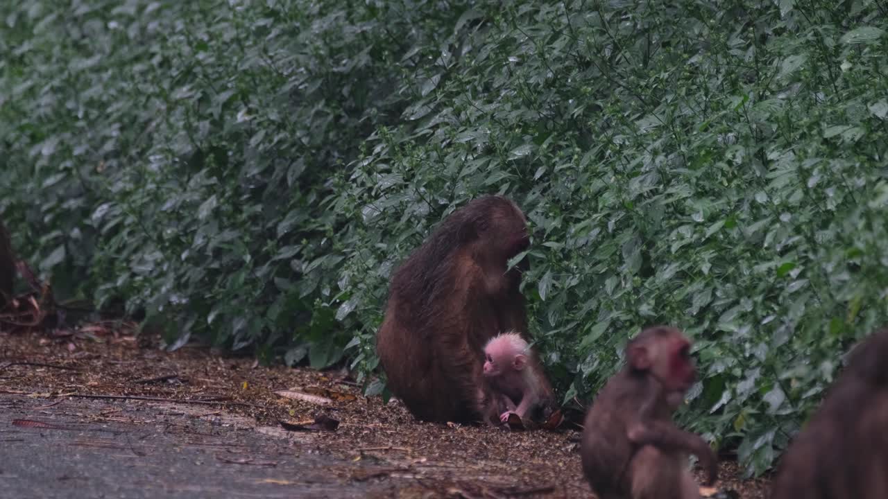 oso macaco, macaca arctoides, imágenes de 4k
