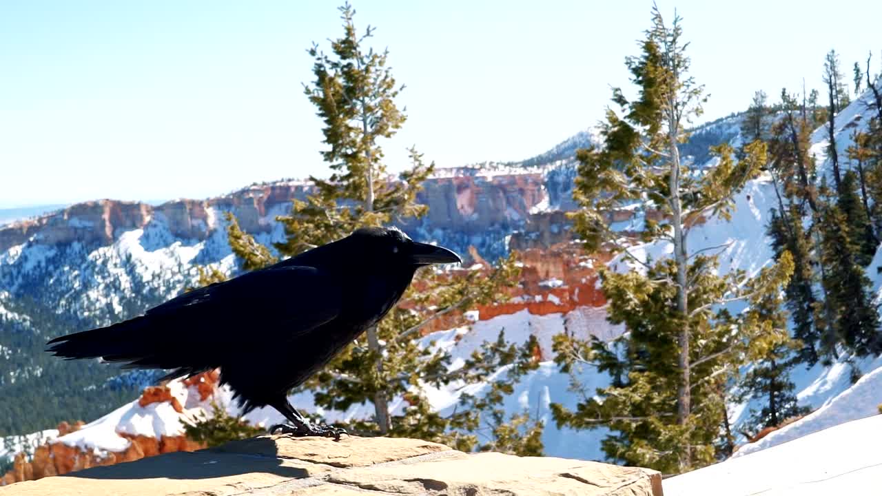 un cuervo negro rígido o un cuervo parado sobre un pilar de roca en un soleado día de invierno en el parque nacional bryce canyon, utah
