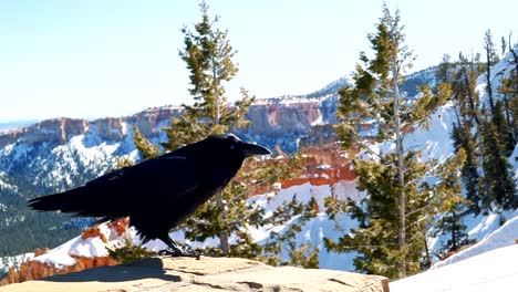 a stark black crow or raven standing on a rock pillar on a sunny winter day in bryce canyon national park, utah