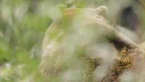 close up of grizzly bear fur through a bush
