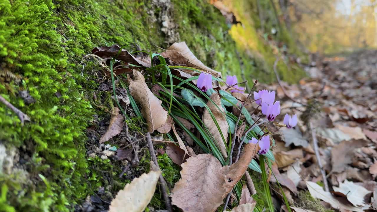 wonderful purple cyclamen petals blooming in mist covered forest road morning sun wild mountain nature Mazandaran Iran winter season green rock trip documentary beauty wilderness eco flora herbal