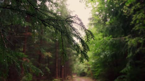 Dew-on-the-end-tree-branches