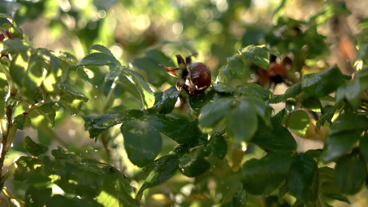 ⁇ 방울이 슈퍼 슬로우 모션으로 떨어집니다.