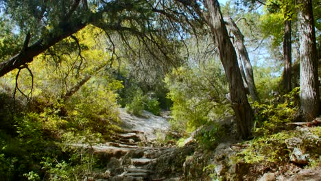 Steigen-Sie-An-Einem-Schönen-Tag-Auf-Einen-Waldweg