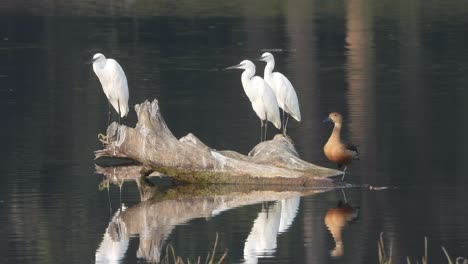 Whistling-duck-and-heron-in-pond-area-