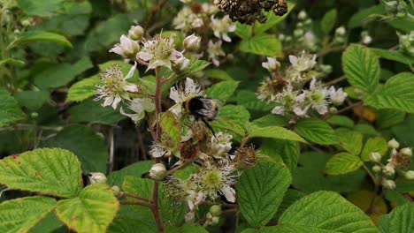 bumblebees pollinating bramble flowers, close up