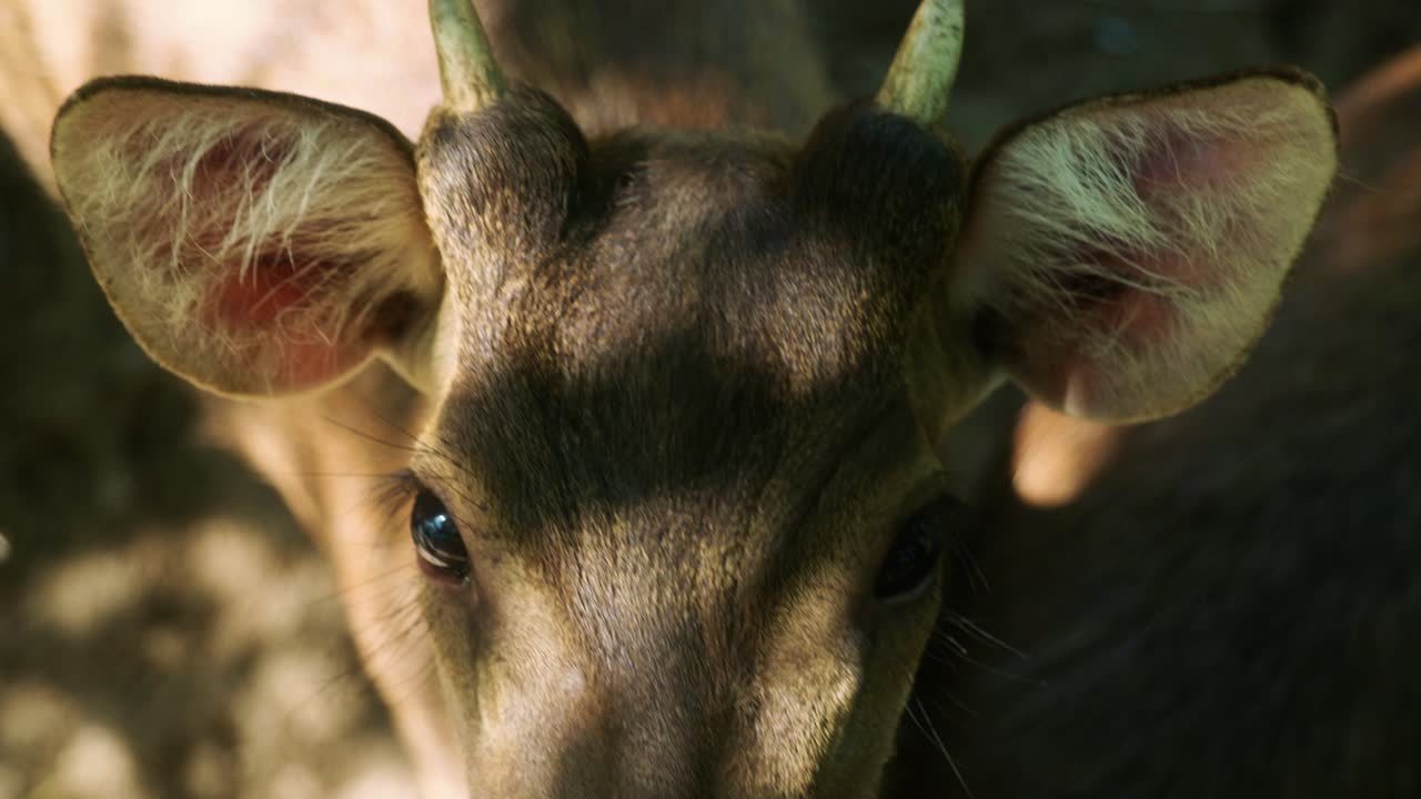 4k cinematográfico en cámara lenta de la naturaleza de la vida silvestre imágenes de un ciervo manchado de cerca en el medio de la jungla en las montañas de phuket, tailandia en un día soleado