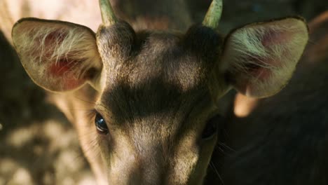 Imágenes-Cinematográficas-De-La-Naturaleza-De-La-Vida-Silvestre-En-Cámara-Lenta-De-4k-De-Un-Ciervo-Manchado-De-Cerca-En-Medio-De-La-Jungla-En-Las-Montañas-De-Phuket,-Tailandia-En-Un-Día-Soleado