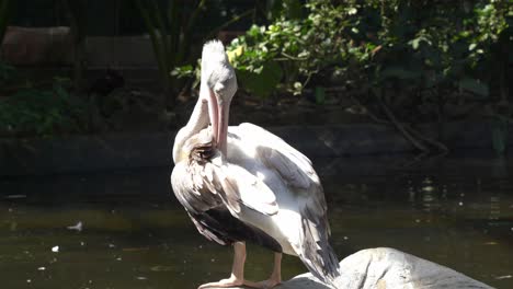 gran pelícano de espalda rosa, pelecanus rufescens con plumaje grisáceo, acicalado ocupado y limpiando las plumas de las alas con su pico junto al pantano en un día soleado en el santuario de aves, parque de vida silvestre, tiro de cerca